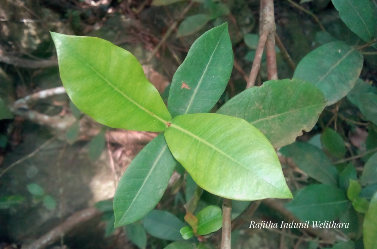 Ixora coccinea L.